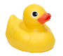 Rubber duck floating in pool